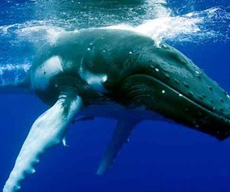 Por que las ballenas viven en el agua sino tienen branquias