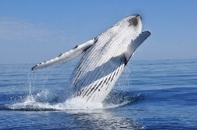 como respiran las ballenas