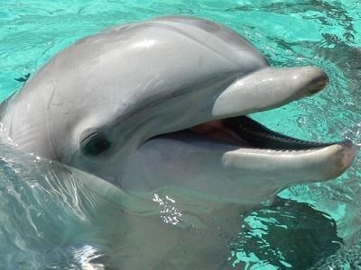como respiran los delfines