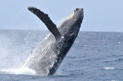 como se reproducen las ballenas