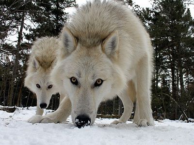que comen los lobos