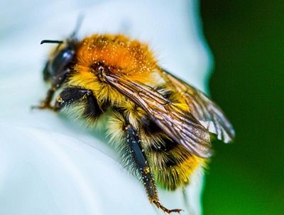 como respiran las abejas