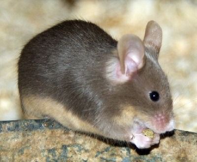 como se reproducen los ratones