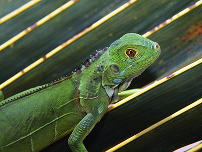 como nacen las iguanas