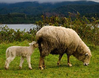 como nacen las ovejas