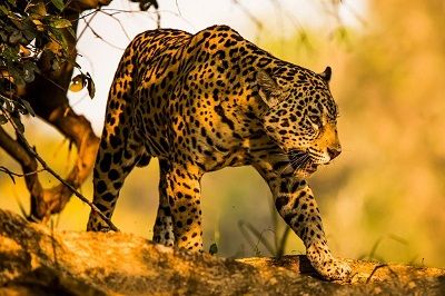 que come el jaguar