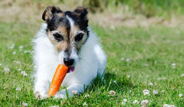 pueden los perros comer zanahoria