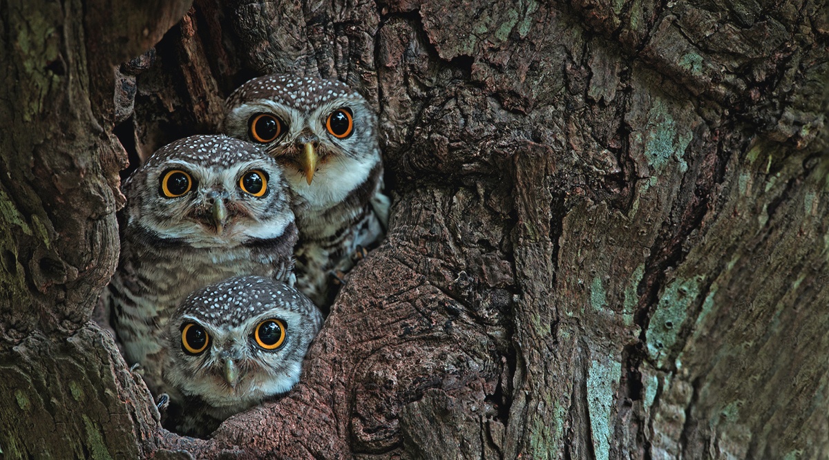 baby owls